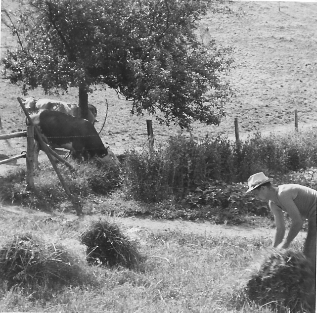 Zu sehen ist ein Bauer beim binden von Getreidegarben. Im Hintergrund grasen zwei Kühe unter einem Apfelbaum.